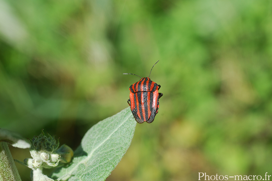 Graphosoma italicum